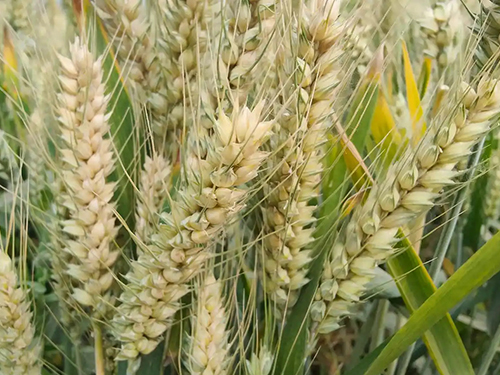 產(chǎn)品應(yīng)用案例