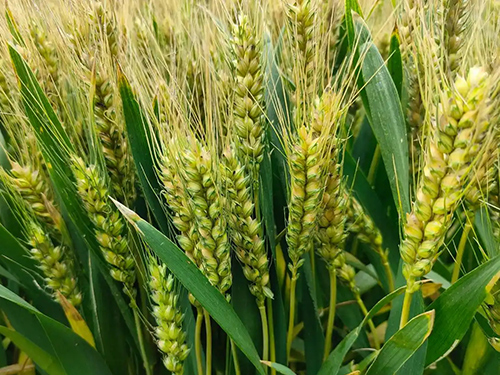 產(chǎn)品應(yīng)用案例