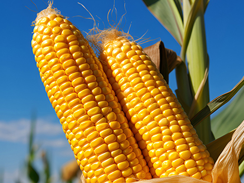 產(chǎn)品應(yīng)用案例