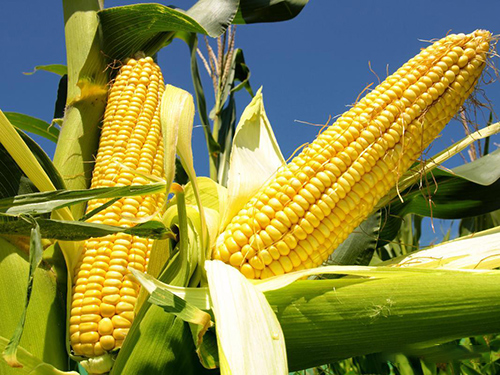 產(chǎn)品應(yīng)用案例